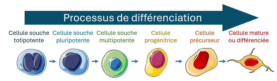 etapes du processus de différenciation