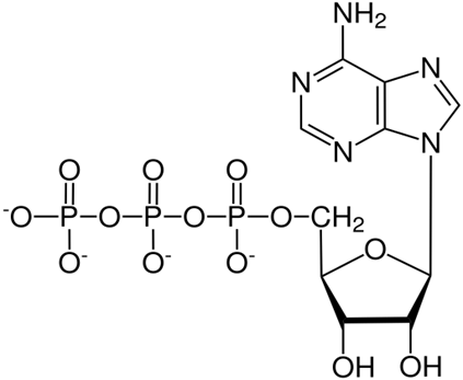 structure chimique de l'ATP