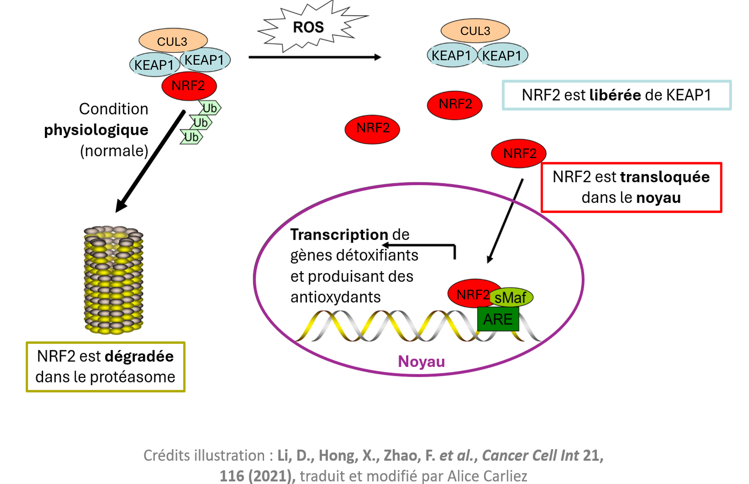 En situation normale, KEAP1 joue un rôle d’adaptateur entre NRF2 et une autre protéine, CUL3, qui peut alors modifier NRF2 pour que ce dernier porte un signal indiquant à la cellule qu’il doit être dégradé continuellement. Le signal est désigné comme Ub (pour ubiquitine) sur le schéma. L’ubiquitinylation sert à marquer des protéines pour provoquer leur dégradation dans le compartiment cellulaire qui s’appelle le protéasome.